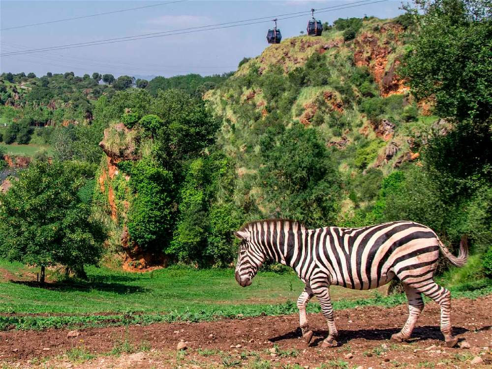 uma zebra e logo atrás diversas árvores num dia ensolarado 